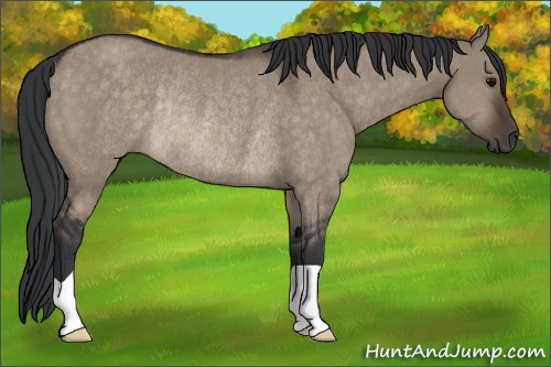 Horse Color:Brown Dun Rabicano 