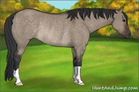 Horse Color:Brown Dun Rabicano 