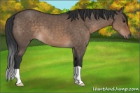 Horse Color:Brown Dun 