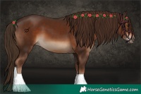 Horse Color:Liver Chestnut 