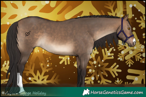 Horse Color:Brown Dun 