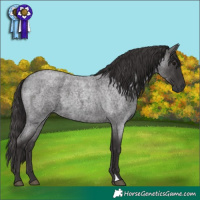 Horse Color:Smoky Blue Roan 