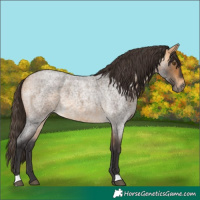 Horse Color:Buckskin Roan 
