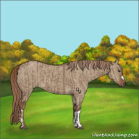 Horse Color:Liver Red Dun  and Liver Red Dun 