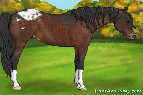 Horse Color:Brown Appaloosa 