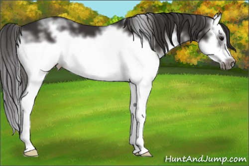 Horse Color:White Spotted Smoky Black Splash Frame 