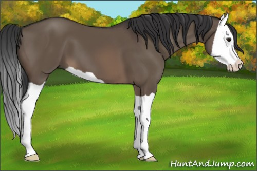 Horse Color:Brown Dun Splash 