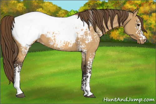 Horse Color:White Spotted Buckskin Dun Appaloosa 