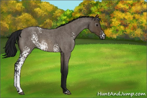Horse Color:Gray White Spotted Brown Roan Dun 