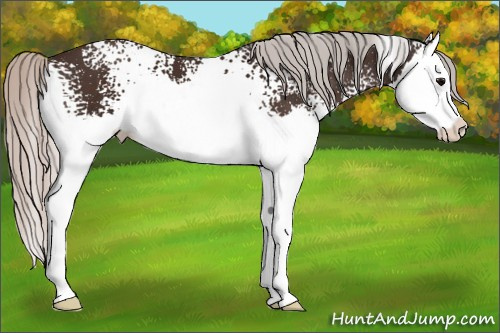 Horse Color:White Spotted Silver Brown Splash 