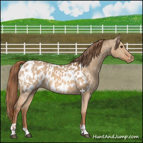 Horse Color:Red Dun Near Leopard and Red Dun Near Leopard Rabicano