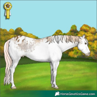 Horse Color:Watercolor White Spotted Gold Champagne Ice Onyx Varnish Rabicano 