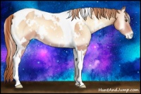 Horse Color:White Spotted Gold Champagne Onyx Tobiano Appaloosa 