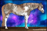 Horse Color:White Spotted Gold Champagne Ice Onyx Rabicano 