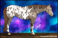 Horse Color:White Spotted Amber Champagne Ice Near Leopard 