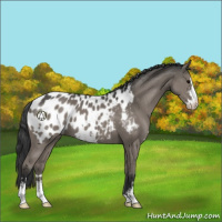 Horse Color:Grullo Sabino Appaloosa 