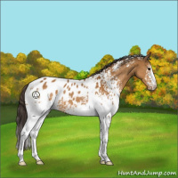 Horse Color:White Spotted Buckskin Appaloosa 