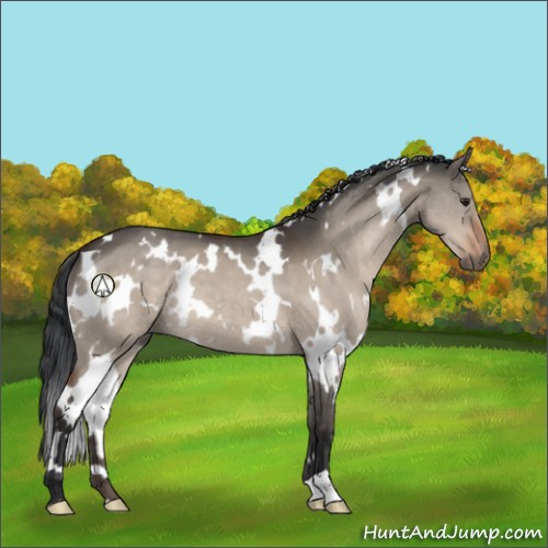 Horse Color:White Spotted Brown Dun 