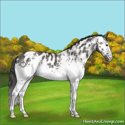 Horse Color:White Spotted Grullo Near Leopard