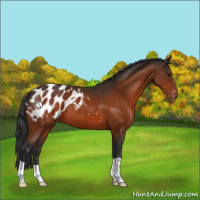 Horse Color:Brown Appaloosa 