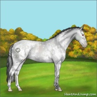 Horse Color:White Spotted Black Chinchilla Pearl 