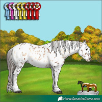 Horse Color:Brown Onyx Leopard 