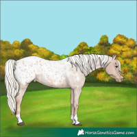 Horse Color:Red Roan Mushroom Appaloosa 