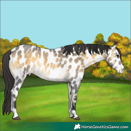 Horse Color:Buckskin Roan Onyx Leopard 