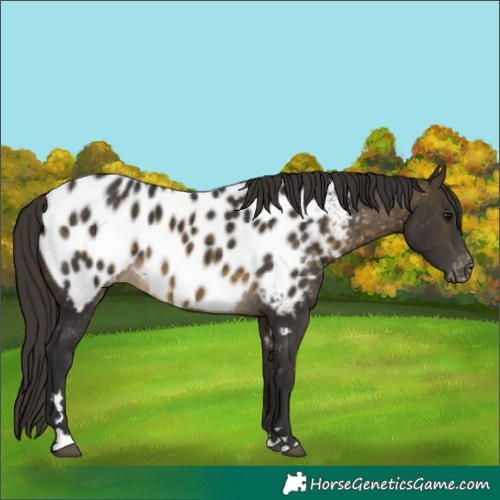 Horse Color:Buckskin Appaloosa 