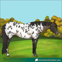 Horse Color:Buckskin Appaloosa 