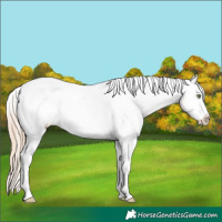 Horse Color:Perlino Onyx Appaloosa 