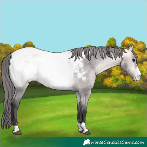 Horse Color:Platinum Buckskin Near Fewspot 