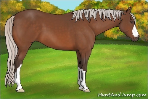 Horse Color:Silver Bay