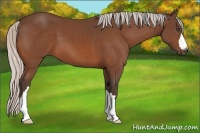Horse Color:Silver Bay 
