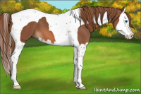 Horse Color:Chestnut Sabino Splash Tobiano 