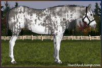 Horse Color:Grullo Sabino Splash Frame  and White Spotted Grullo Sabino Splash Frame 