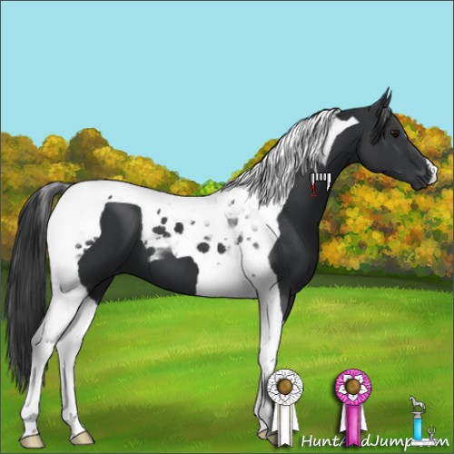 Horse Color:Black Tobiano 