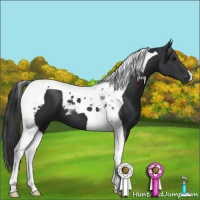 Horse Color:Black Tobiano