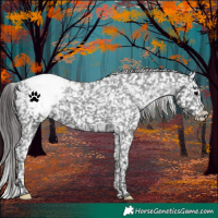 Horse Color:Black Appaloosa 