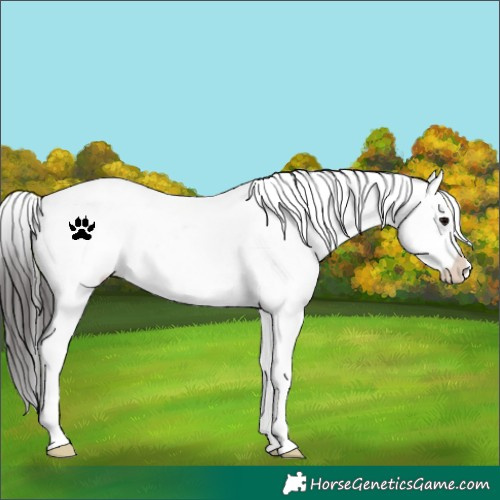 Horse Color:White Spotted Brown Snowflake Varnish