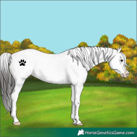 Horse Color:White Spotted Brown Snowflake Varnish