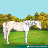 Horse Color:Palomino Dun Appaloosa