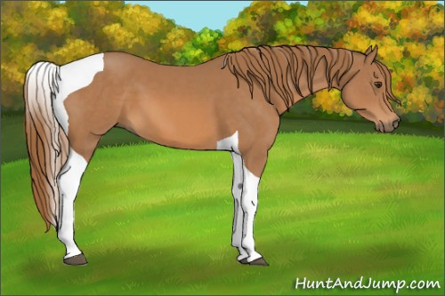 Horse Color:Chestnut Tobiano