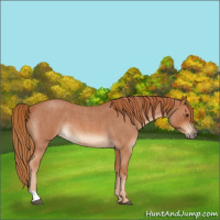 Horse Color:Red Roan 