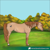 Horse Color:Red Dun