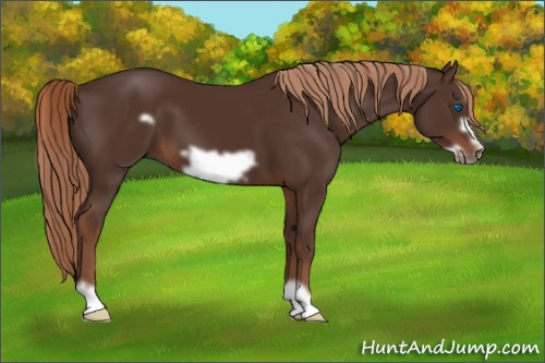 Horse Color:Liver Chestnut Frame