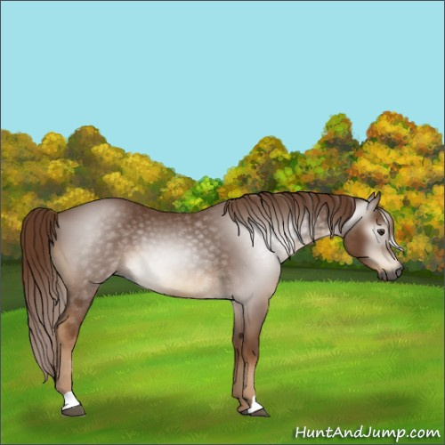 Horse Color:Gray Chestnut 