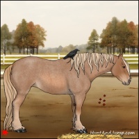 Horse Color:Red Roan 