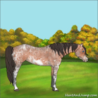 Horse Color:Bay Ice Roan Frame 