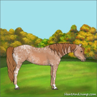 Horse Color:Chestnut Ice 
